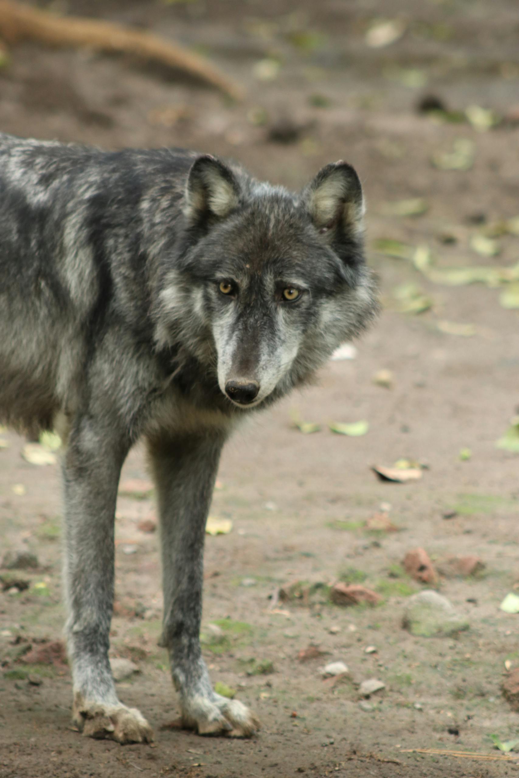 Close-up of a grey wolf standing outdoors in Chapultepec Park, México.