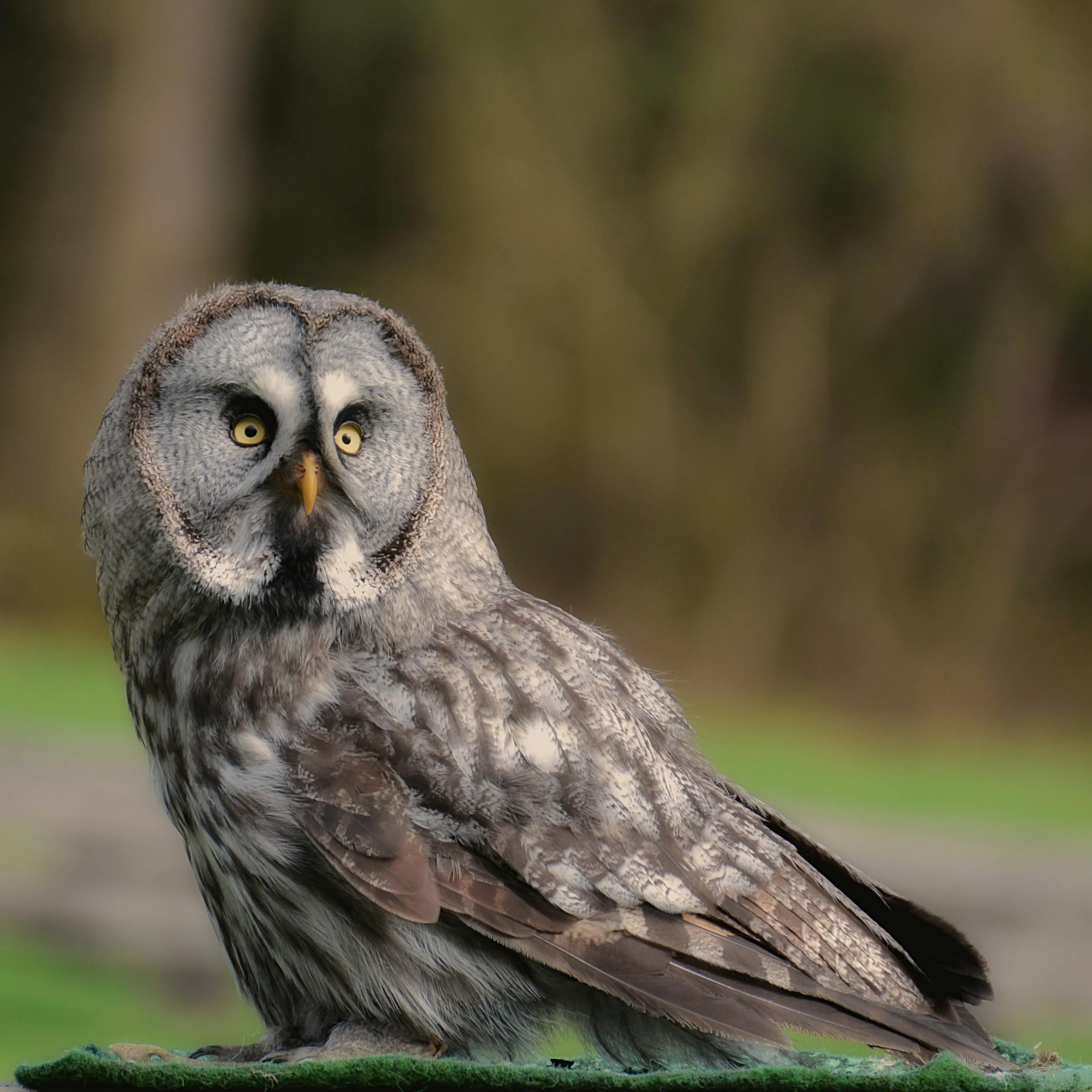 Stunning close-up of a great grey owl showcasing its feathers and piercing eyes in a natural setting.